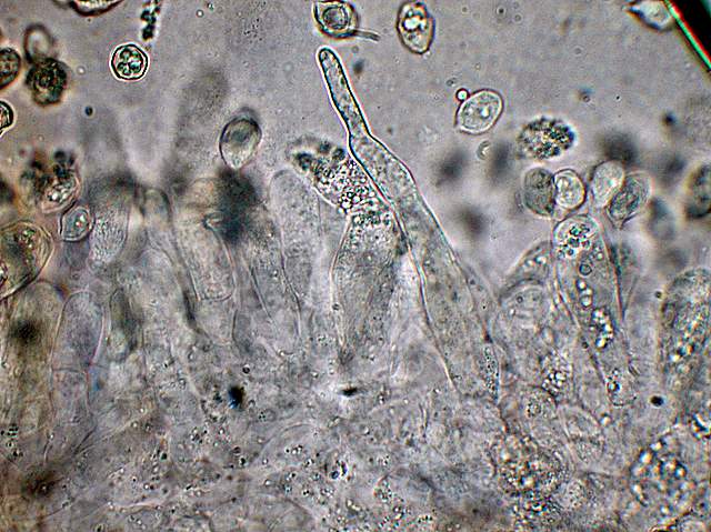 Macromiceti jurassiani � la lunga ricerca